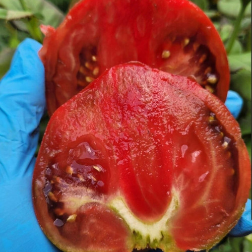 775 Reinhard's Purple Heart Tomato Seeds | Solanum lycopersicum | Midseason Tall Productive Deep Purple Heart Tomato, Juicy