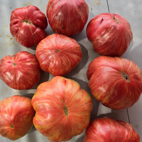 739 Pink Jazz Tomato Seeds | Solanum lycopersicum | Mid-Season Large Bicolor Beefsteak Tomato