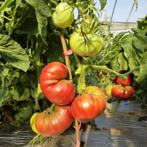 774 Black Mamba Tomato Seeds | Solanum lycopersicum | Potato Leaf Beefsteak Tomato, 7-14 oz Deep Red Fruits, Rich Full Flavor