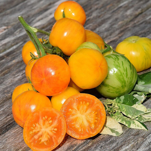 730 Yellow Surprise Variegated Tomato Seeds | Solanum lycopersicum | Indeterminate Yellow Tomato with Delicate Skin