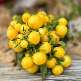 767 Micro Dwarf Birdie Jaune Tomato Seeds | Solanum lycopersicum | Compact Yellow Cherry Tomato, Great for Pot Planting