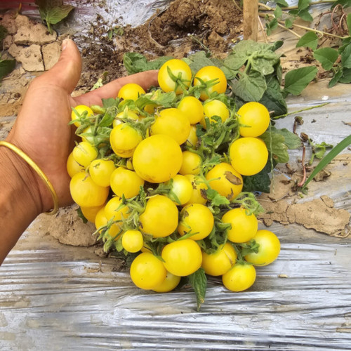 767 Micro Dwarf Birdie Jaune Tomato Seeds | Solanum lycopersicum | Compact Yellow Cherry Tomato, Great for Pot Planting