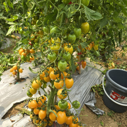 759 Tennessee Surprise Yellow Cream Oval Tomato Seeds | Solanum lycopersicum | Midseason Tall Cherry Tomato, 0.9-1.1 oz