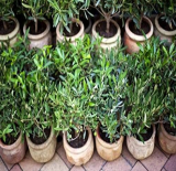 Fresh Olive Tree Seeds | Olea europaea | Exotic Mini Olive Tree