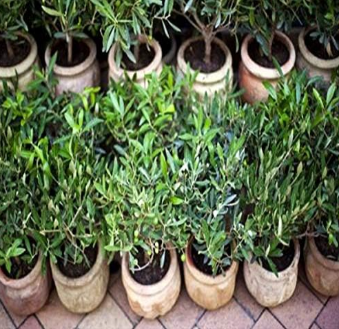 Fresh Olive Tree Seeds | Olea europaea | Exotic Mini Olive Tree