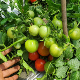 725 Dwarf Mickey Mouse Red Tomato Seeds | Solanum lycopersicum | Early Dwarf Cherry Tomato, Sweet Red Fruit