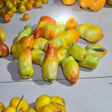 762 Chipmunk F5 Tomato Seeds | Solanum lycopersicum | Bicolor Plum Tomato, Sweet Low-Acid Flavor, Productive Until Frost