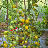 717 Green Cloud Tomato Seeds | Solanum lycopersicum | Semi-Dwarf Green Cherry Tomato, Sweet and Productive