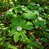 Goldenseal Bare Roots | Hydrastis canadensis | Winter Hardy Woodland Perennial