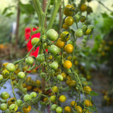 717 Green Cloud Tomato Seeds | Solanum lycopersicum | Semi-Dwarf Green Cherry Tomato, Sweet and Productive