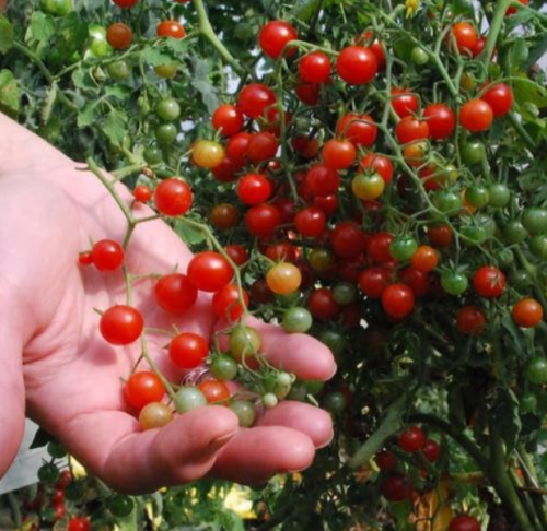 Sweet Pea Currant Tomato Seeds | Rare Tiny Wild Tomato, Heavy Producer, Masses of Sweet Mini Fruits