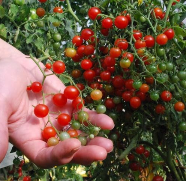 Sweet Pea Currant Tomato Seeds | Rare Tiny Wild Tomato, Heavy Producer, Masses of Sweet Mini Fruits