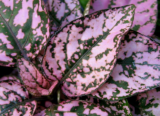 Pink Polka Dot Plant Seeds | Hypoestes phyllostachya | Colorful Foliage Houseplant