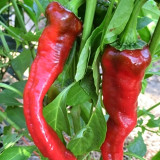 W960 Portugal Delicious Pepper Seeds | Thin-Walled Sweet Hot Pepper, 65-75 Days, Long Red Fruit