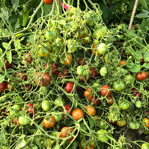 640 Dwarf Rebel Alliance Tomato Seeds | Mid-Season Cherry Tomato, Chocolate Heart-Shaped Fruit