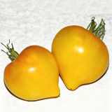 639 Anna Banana Russian Tomato Seeds |  Yellow Heart-Shaped, 6-8 oz