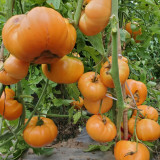 705 Amber Baron Tomato Seeds | Solanum lycopersicum | Mid-Season Indeterminate High-Yield Tomato, 7.1-28.2 oz, Red-Yellow-Orange