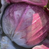 W957 Purple Wind Red Cabbage Seeds | Brassica oleracea var. capitata f. rubra | Early-Maturing Purple-Red Cabbage, Dense Heads