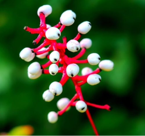 Doll's Eyes Wildflower Seeds | Actaea pachypoda | Non-GMO Perennial Shade Wildflower, Striking White Berries