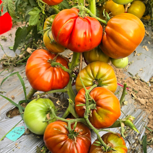 713 Jason 4 Tomato Seeds | Solanum lycopersicum | Mid-Early Indeterminate Chocolate Tomato, Meaty, Tasty, and Highly Productive