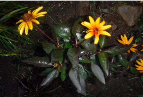Burning Heart Heliopsis Seeds | Heliopsis helianthoides | Perennial False Sunflower, Two-Tone Golden-Red Blooms