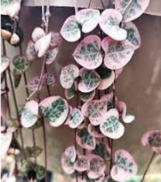 Variegated Ceropegia Woodii Cuttings | Variegated String of Hearts | Trailing Succulent with Heart-shaped Variegated Leaves