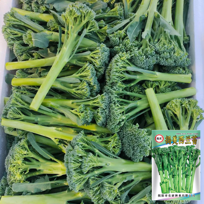 W962 Jie Mei Sprouting Broccoli Seeds | Brassica oleracea var. italica | Sweet Tender Stems, Repeated Harvest Variety