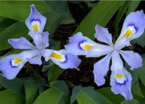 Dwarf Crested Iris Bare Root | Iris cristata | Native Wildflower Perennial, Shade Loving Groundcover