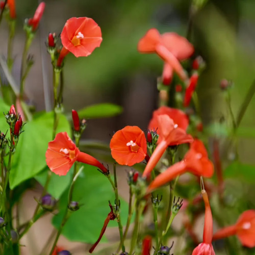 W956 Orange-Red Roundleaf Morning Glory Seeds | Ipomoea coccinea L. | Red Morning-Glory Vine, Fast-Growing Climber