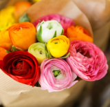 Mixed Ranunculus Seeds | Ranunculus asiaticus | Double Bloom Buttercups, Colorful Spring Perennial Flowers