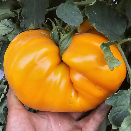 703 Orange Happiness Ukrainian Tomato Seeds | Solanum lycopersicum | Indeterminate Orange Heart Tomato, 7.1 oz-2.2 lb