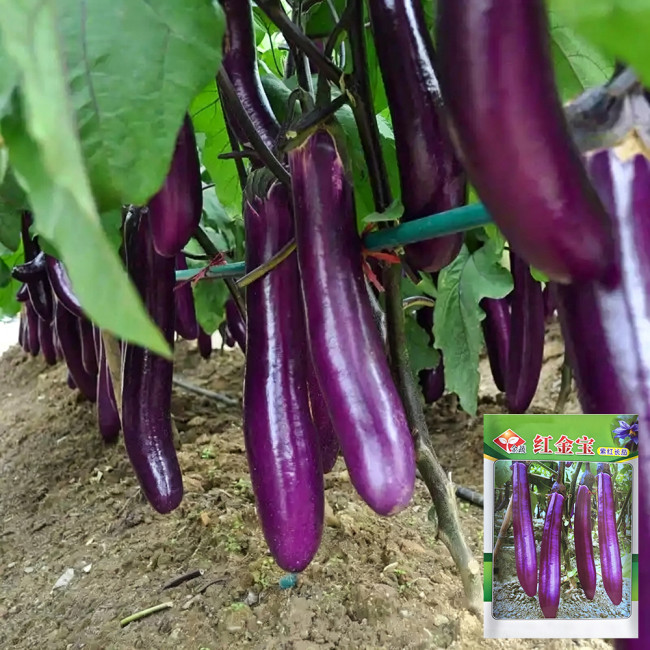 W963 Red Gold Purple-Red Long Eggplant Seeds | Early-Mid Season, Long Glossy Fruit, Thin Skin