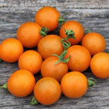714 Orange Centiflor Tomato Seeds | Solanum lycopersicum | Indeterminate Cluster Cherry, 0.35-0.53 oz, Mango-Orange