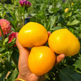 639 Anna Banana Russian Tomato Seeds |  Yellow Heart-Shaped, 6-8 oz