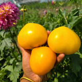 639 Anna Banana Russian Tomato Seeds |  Yellow Heart-Shaped, 6-8 oz
