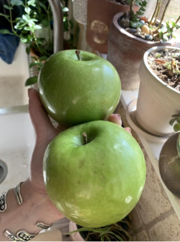 Granny Smith Green Apple Seeds | Malus domestica | Heirloom Organic Homegrown Apple Tree, Crisp Tart Edible Fruit