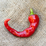 W960 Portugal Delicious Pepper Seeds | Thin-Walled Sweet Hot Pepper, 65-75 Days, Long Red Fruit