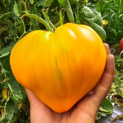 711 Lyuba's Heart Tomato Seeds | Indeterminate Large Orange Heart, 10.6-24.7 oz