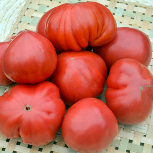 694 Cantati Tomato Seeds | Mid-Early Medium-Height Heart, 7.1-10.6 oz, Deep Pink, Juicy and Sweet