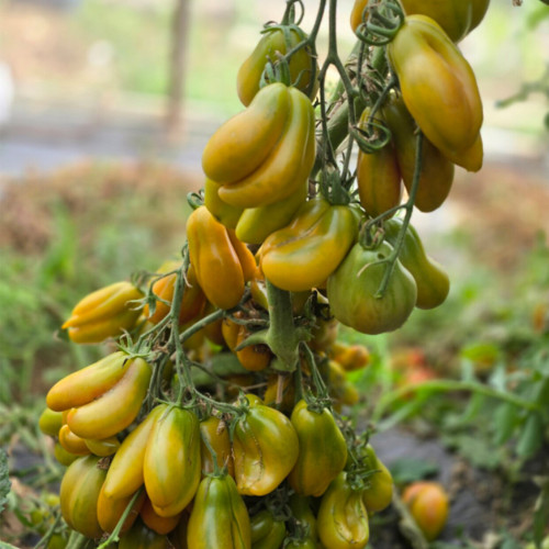 695 Phil's Tri-Color Tomato Seeds | Indeterminate Medium, 1.8-5.3 oz , Sweet-Tangy, Highly Productive