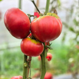 712 Dora Giant Tomato Seeds | Solanum lycopersicum | Mid-Season Tall Indeterminate Giant, Over 2.2 lb
