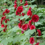 W964 Tall Double Red Hollyhock Seeds | Alcea rosea | 55 in Tall, Deep Red Double Flowers, Classic Cottage Garden Variety