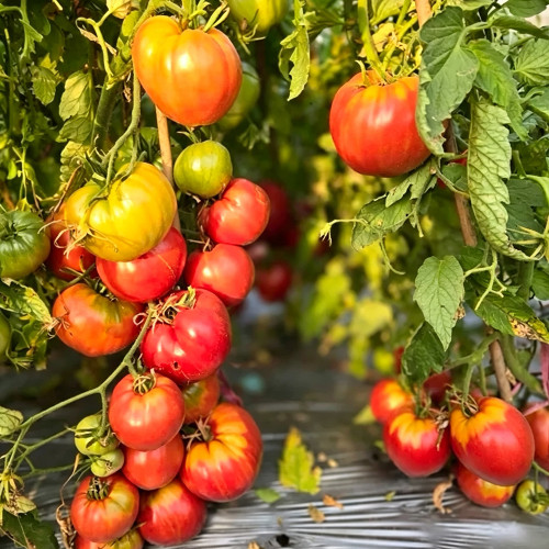 633 Mrs. Schlaubaugh's Famous Strawberry Tomato Seeds | 10-11 oz Raspberry-Pink Oxheart, Up to 2 lb