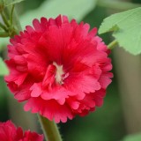 W964 Tall Double Red Hollyhock Seeds | Alcea rosea | 55 in Tall, Deep Red Double Flowers, Classic Cottage Garden Variety