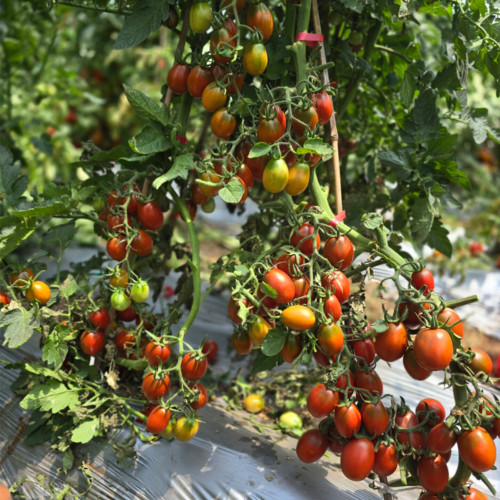 698 Brown Egg Cherry Tomato Seeds | Indeterminate Brown-Red Pear Cherry, 0.35-0.71 oz, Sweet Rich Flavor