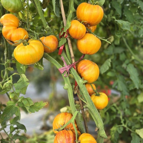 638 Beauty Princess Tomato Seeds |  4-7 oz Yellow Fruits with Red Stripes, Sweet & Juicy, Indeterminate