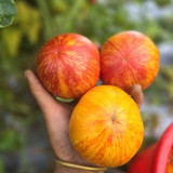638 Beauty Princess Tomato Seeds |  4-7 oz Yellow Fruits with Red Stripes, Sweet & Juicy, Indeterminate