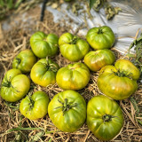 635 Boloto Tomato Seeds | 5-9 oz Green Ribbed Beefsteak Fruits, Sweet & Juicy Russian Variety