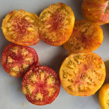 638 Beauty Princess Tomato Seeds |  4-7 oz Yellow Fruits with Red Stripes, Sweet & Juicy, Indeterminate