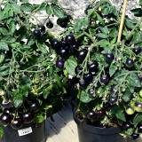 482 Tartufo Micro Dwarf Tomato Seeds | 0.7 oz Dark Red-Purple Cherry Fruits, 10-12 in Plants